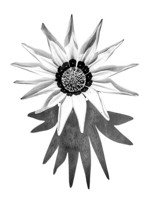 Sonnenblume, Blume, schwarzweiss, weiss auf weiss, schatten, Fotokunst, minimalistisch, floral de Miro May