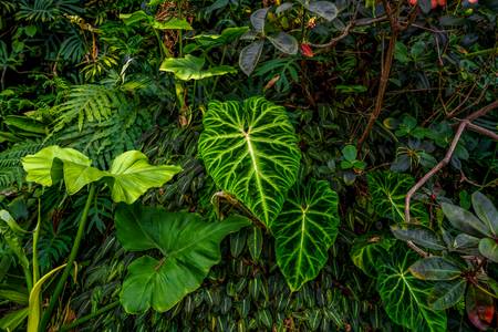 Flora und Fauna, Naturbild, Pflanzen im Regenwald, Traumhafter Jungle