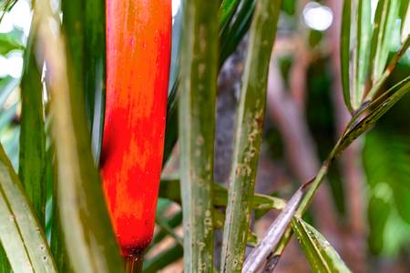 Natur, Floral, Bali, Regenwald, Fotokunst, Bunt