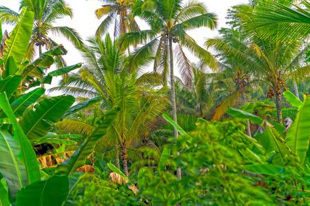 Regenwald, Bali, Natur, floral, tropisch, Palmen