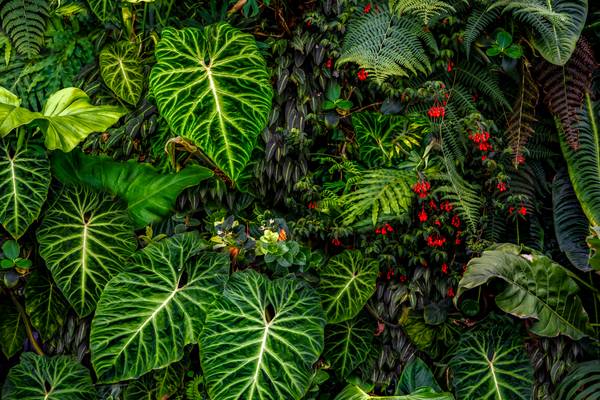 Tropische Pflanzen im Regenwald, Pflanzen und Blumen im Dschungel, Botanische Motive de Miro May