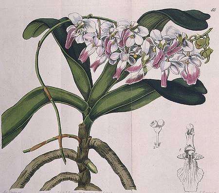 Aerides Crispum (orchid) published by I. Ridgway de Miss Drake