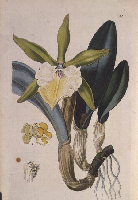 Orchid: Brassavola glauca, published by I. Ridgway de Miss Drake
