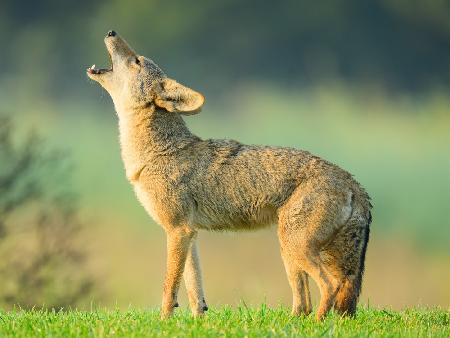 Coyotes howling