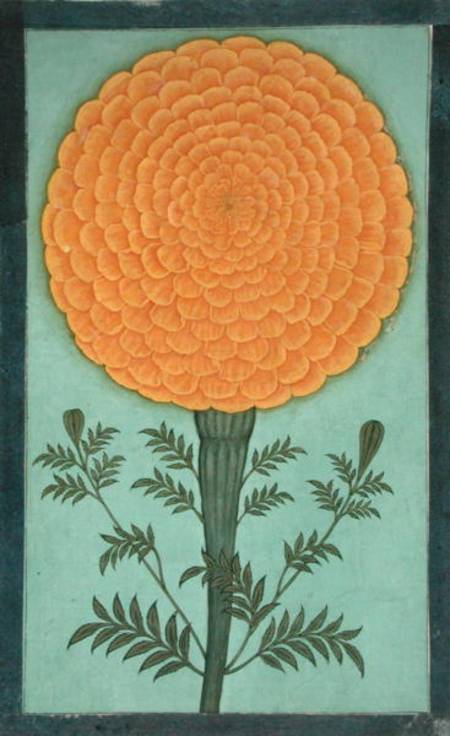 A Marigold, from the Small Clive Album  on de Mughal School