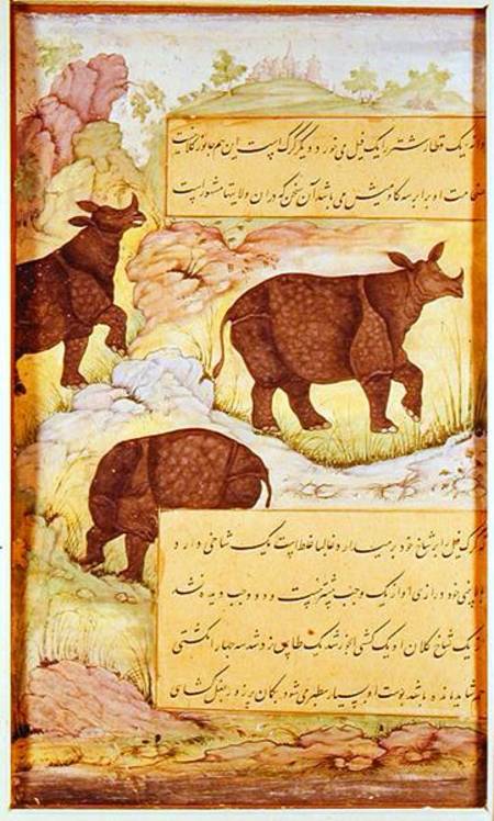 Rhinoceros de Mughal School