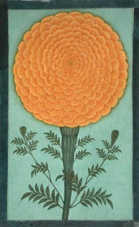 A Marigold, from the Small Clive Album  on