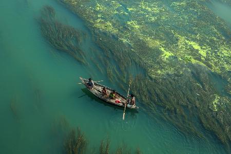 Cross the algae river