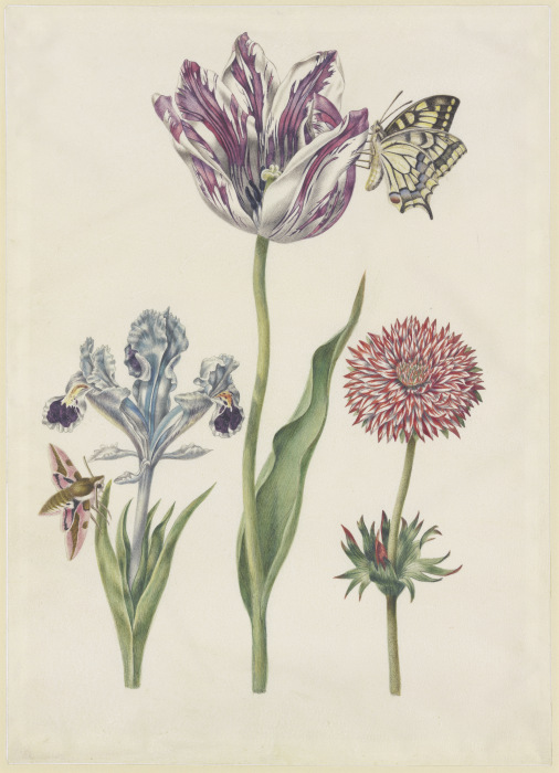 Iris mit Wolfsmilchschwärmer, Tulpe mit Schwalbenschwanz, Anemone de N. Robb