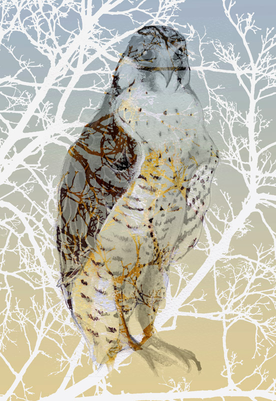 Peregrine Falcon de Nancy Moniz Charalambous