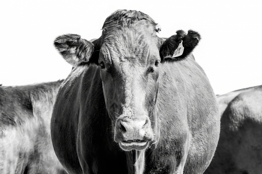 Bonsmara Cow In Black & White de Naomi Lupton