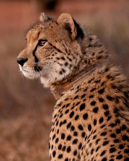 Cheetah At Sunset