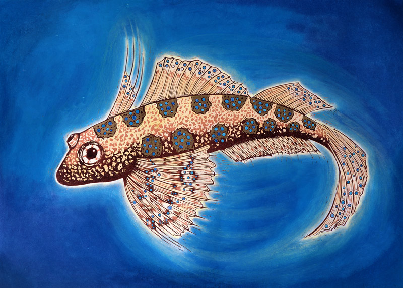 Dragonet Fish, 1999 (woodcut print and mixed media)  de Nat  Morley