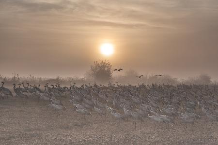Cranes at sunrise...