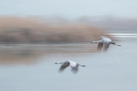 Common Cranes in flight ...