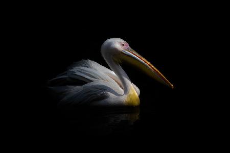 Pelican in the dark ...