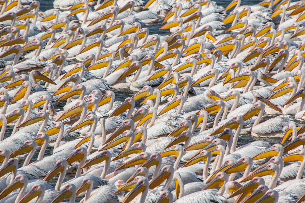 Pelican Parade de Natalia Rublina
