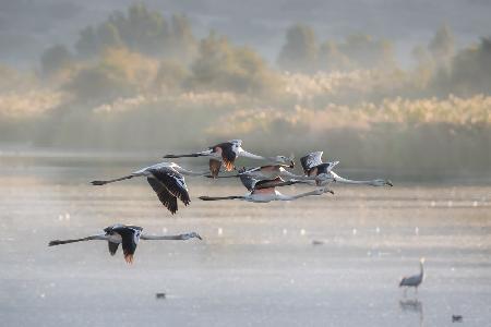 Greater Flamingos in flight ...