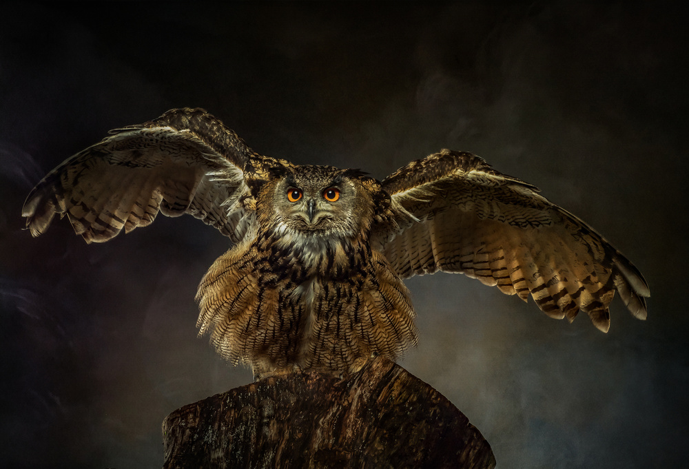 European Eagle Owl de Natascha Worseling