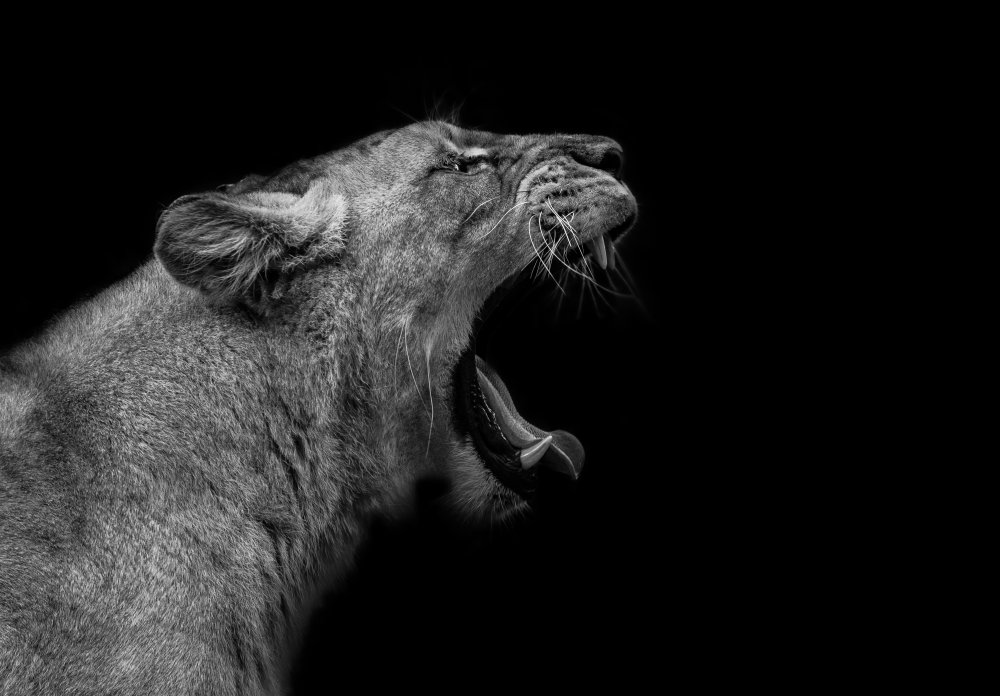 Lioness in low key de Nauzet Baez Photography