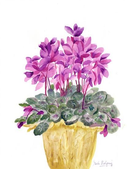 Cyclamen