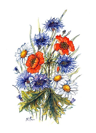Cornflower, Poppy and Ox-eye Daisy (w/c on paper)  de Nell  Hill