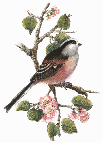 Long tailed tit and cherry blossom de Nell  Hill