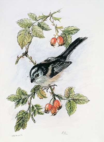 Long-tailed tit and rosehips  de Nell  Hill