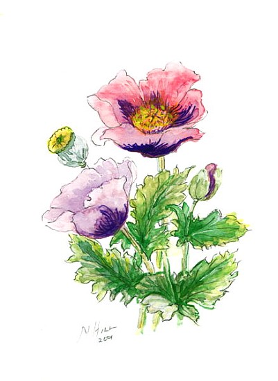 Opium Poppy, 2001 (w/c on paper)  de Nell  Hill