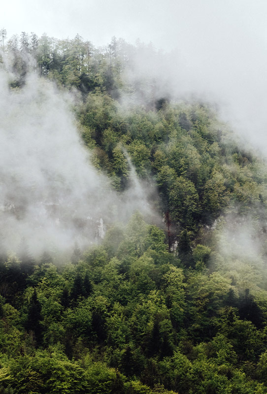 Nebel im Österreichischen Bergwald de Laura Nenz