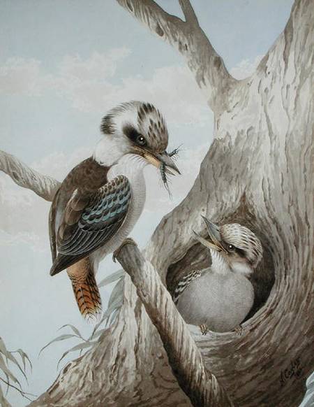 Kookaburras Feeding at a Nest in a Tree de Neville Henry Peniston Cayley