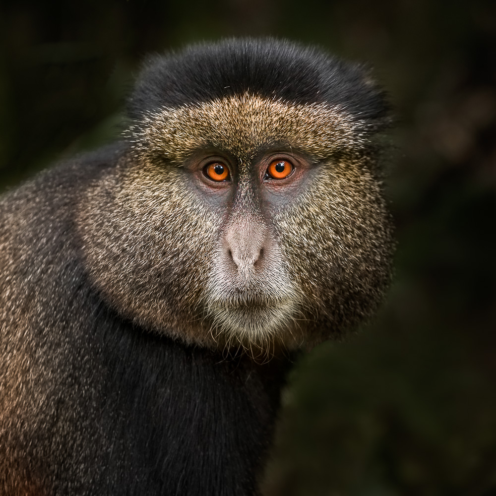 Golden Monkey in the Volcanoes National Park, Rwanda. de Neville Jones