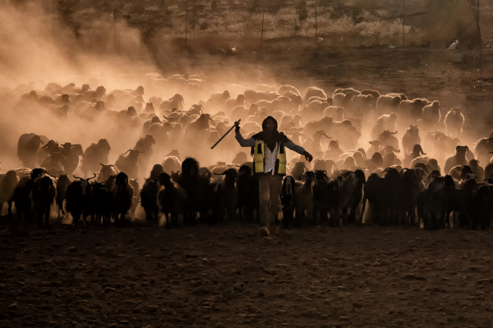 herds in sunset de Nevra Topalismailoglu