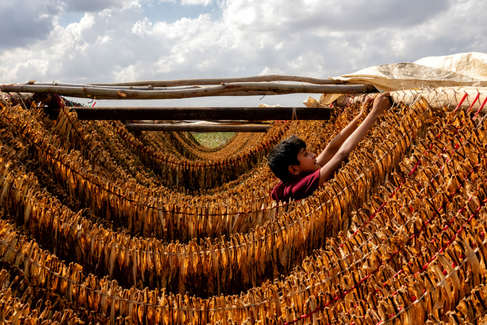 tobacco drying de Nevra Topalismailoglu