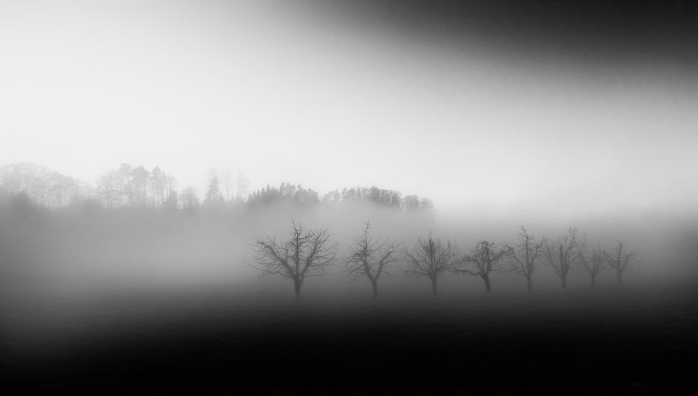 Eight trees in the mist de Nic Keller