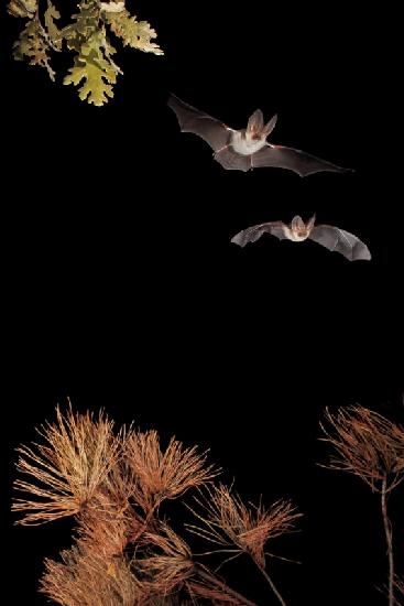 Bats and Halloween