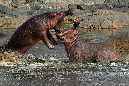 Hippos fight