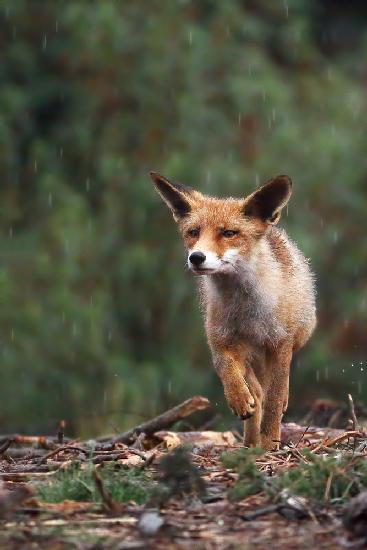Rain fox