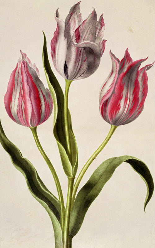 Tulips de Nicolas Robert