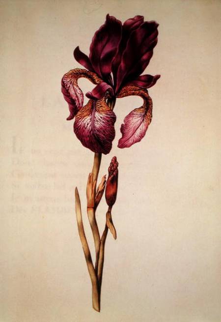 Iris, from 'La Guirlande de Julie' de Nicolas Robert