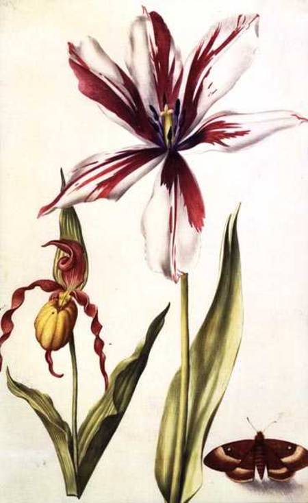 Orchid, Tulip and Butterfly de Nicolas Robert