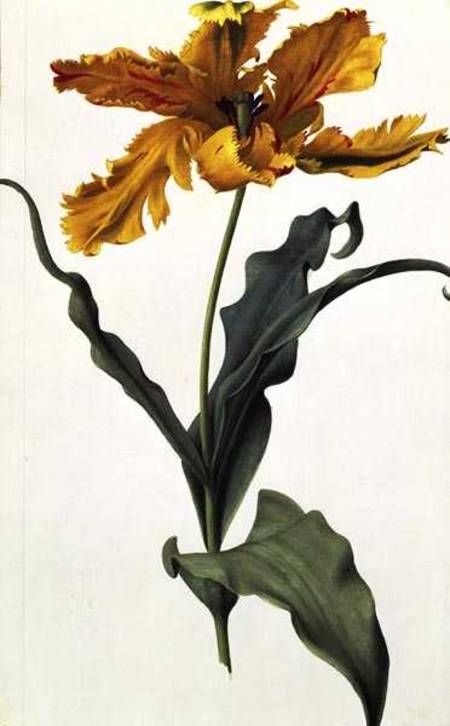 Tulip de Nicolas Robert