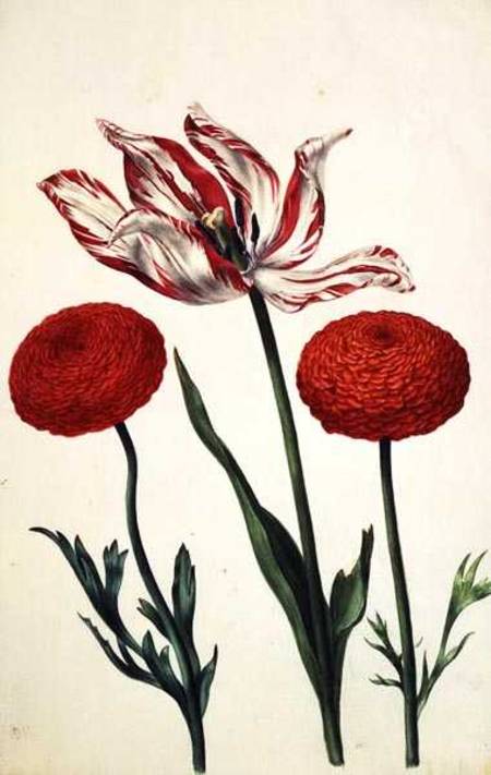 Tulip and Dahlias de Nicolas Robert