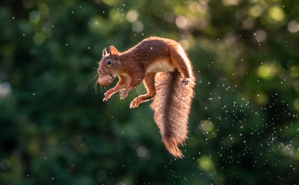 Lavitating Squirrel de Niki Colemont