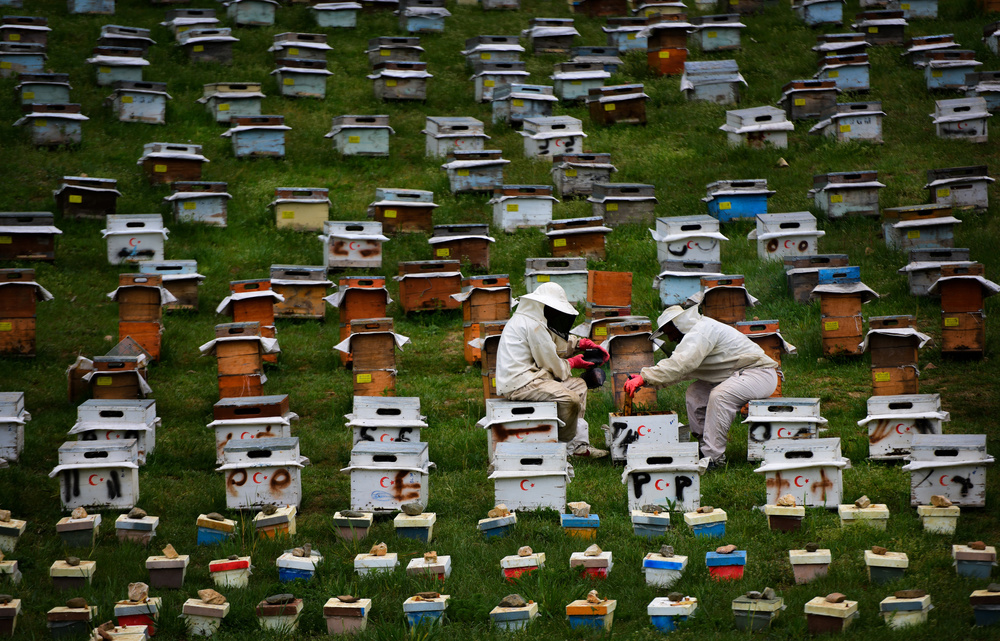 The Beekeepers de Niyazi Gürgen