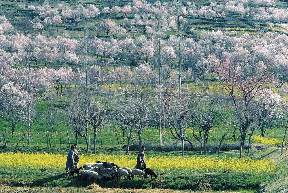 Almond trees and mustard flowers in bloom dotting hill-slope, Pampore, Srinagar (photo)  de 