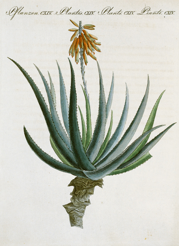 Aloe /from Bertuch 1809 de 
