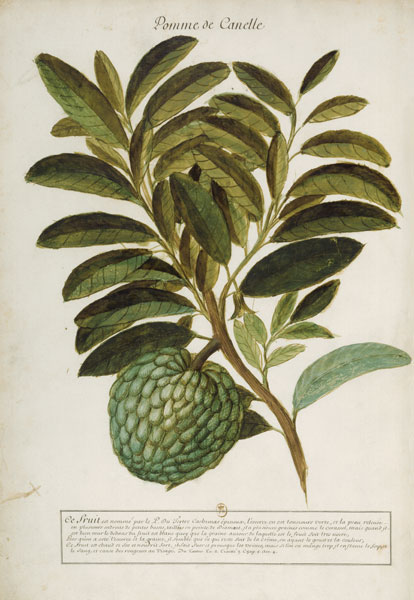 Anacardium pineum / Ch.Plumier de 