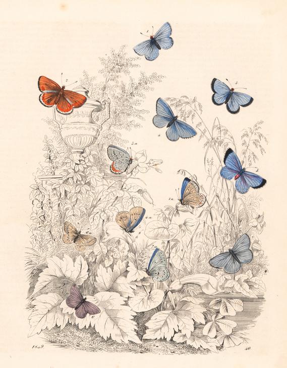 Adonis blue butterfly de 