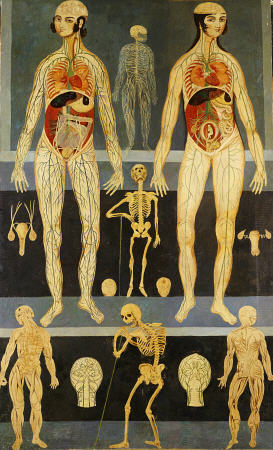 Anatomical Studies: Persia, Qajar de 